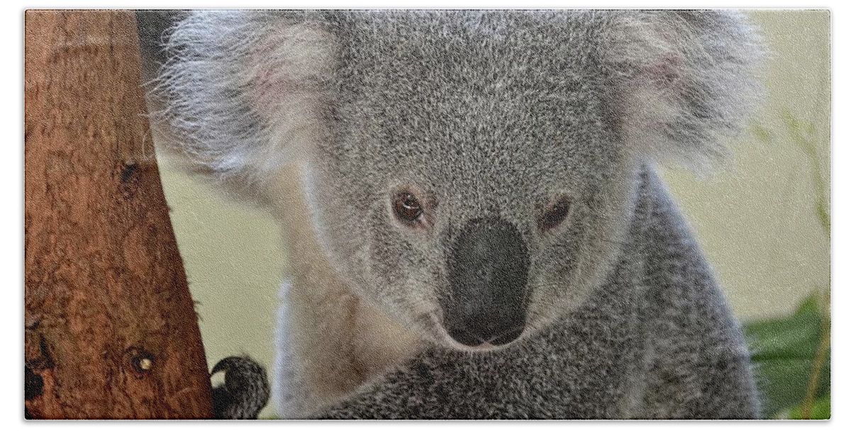 Koala Beach Towel featuring the photograph Koala Bear by Ronda Ryan