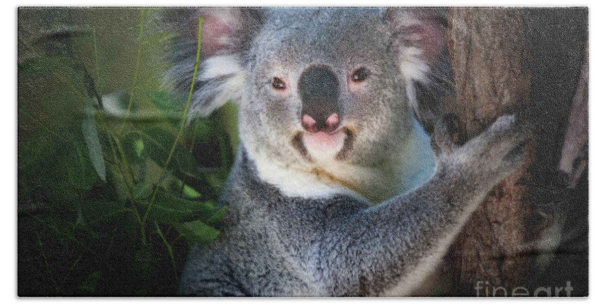 Koala Bear Beach Towel featuring the photograph Koala by Doug Sturgess
