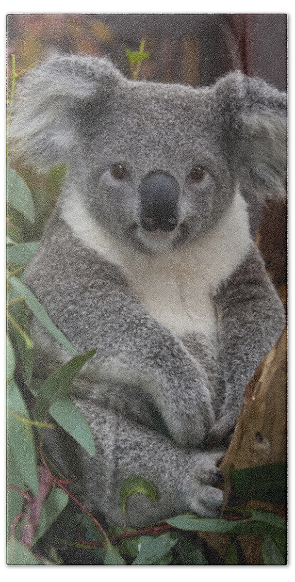 00446165 Beach Towel featuring the photograph Koala by Zssd
