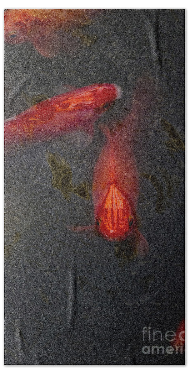 Fish Beach Towel featuring the photograph Koi Looking by Margie Hurwich