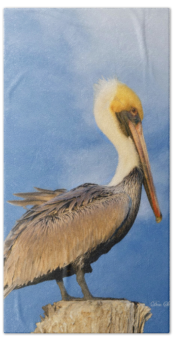 Pelican Beach Sheet featuring the photograph Kremer's Pelican by Don Schiffner