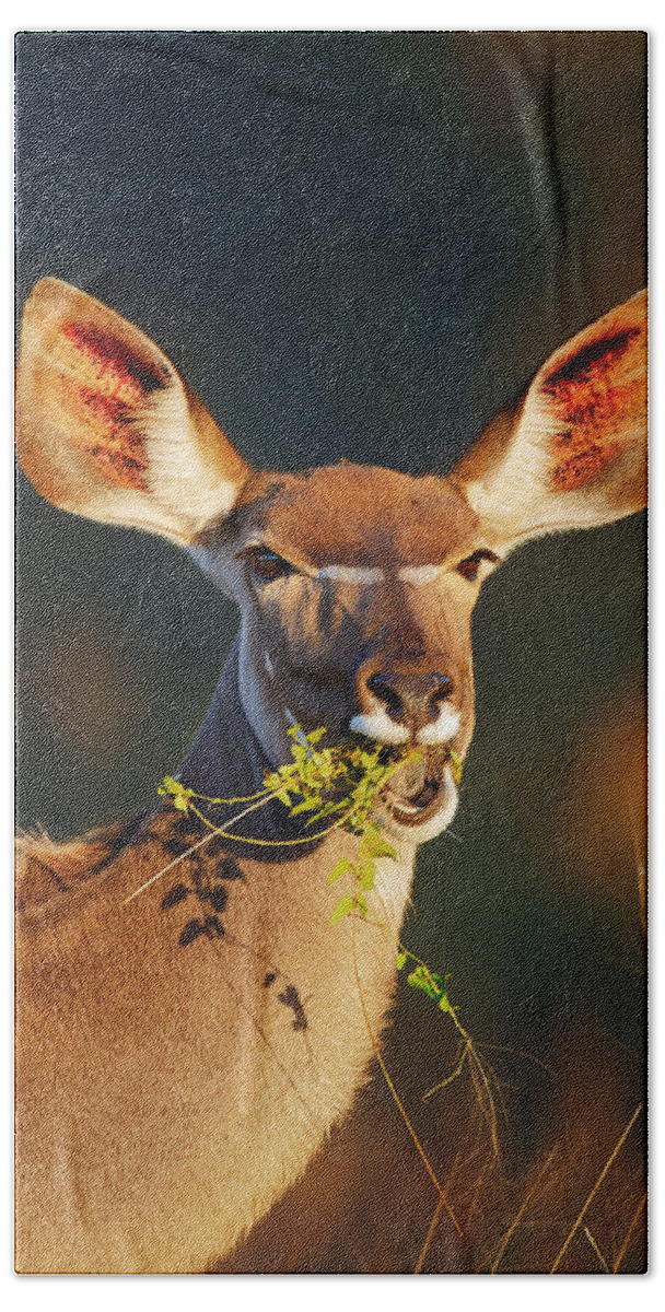 Kudu Beach Towel featuring the photograph Kudu portrait eating green leaves by Johan Swanepoel