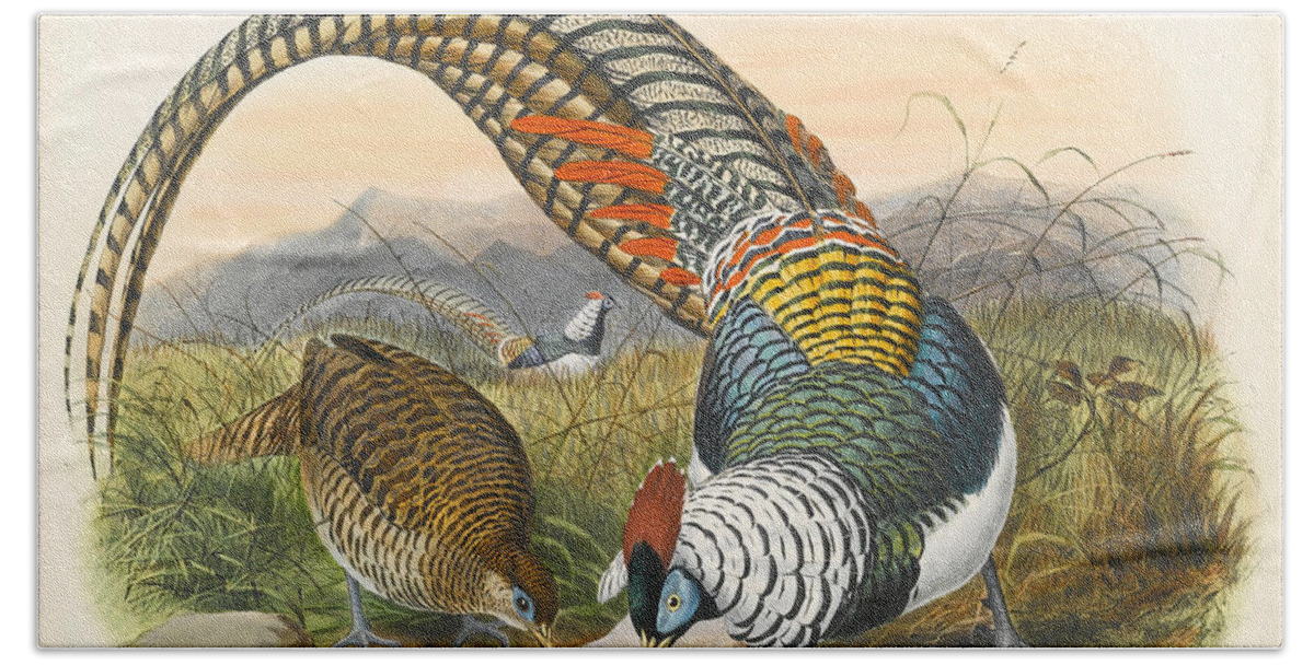 Joseph Wolf Beach Towel featuring the drawing Lady Amherst's pheasant. Chrysolophus amherstiae by Joseph Wolf