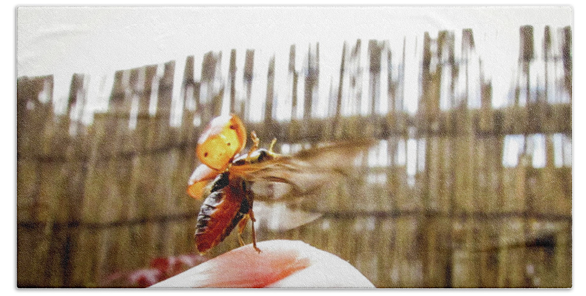 Flower Beach Towel featuring the photograph Ladybug flying by Cesar Vieira
