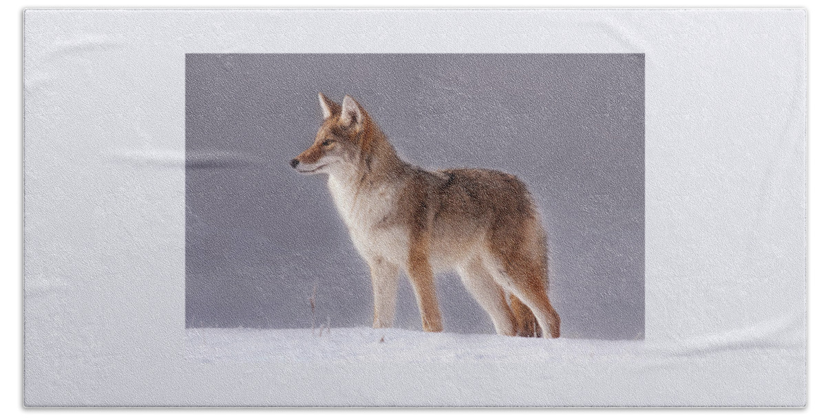 Mark Miller Photos Beach Towel featuring the photograph Lakeside Coyote by Mark Miller