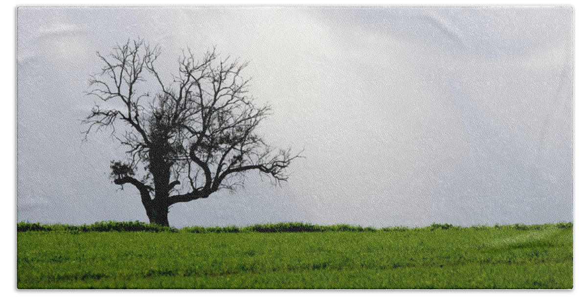 Olive Tree Beach Towel featuring the photograph Landscape, Lonely olive tree in a green meadow by Michalakis Ppalis
