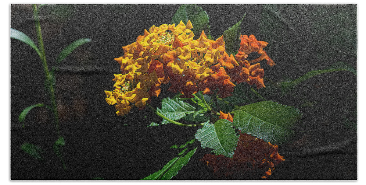 Nature Beach Towel featuring the photograph Lantana Flowers by Kenneth Albin