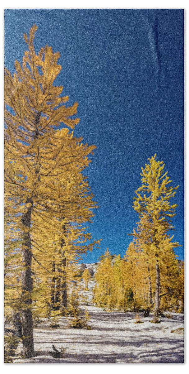 Evergreen Beach Towel featuring the photograph Larches 4 by Pelo Blanco Photo