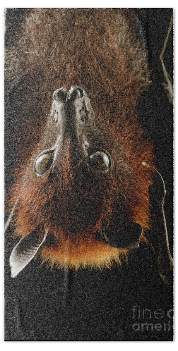 00451002 Beach Towel featuring the photograph Large Flying Fox Roosting by Chien Lee
