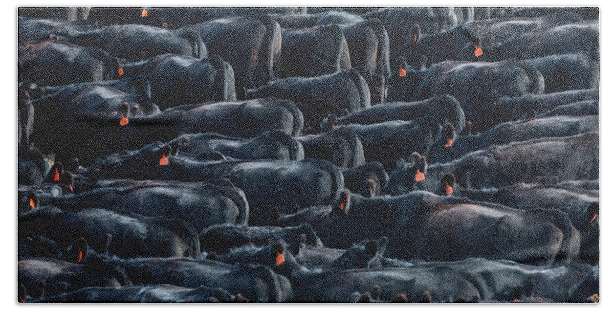 Cattle Beach Towel featuring the photograph Large Herd of Black Angus Cattle by Todd Klassy