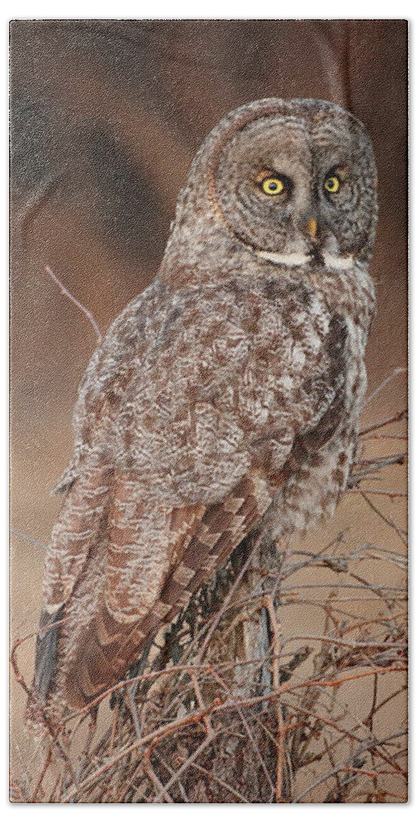 Owl Beach Towel featuring the photograph Last Light Great Gray Owl by Duane Cross