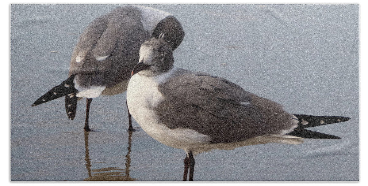 Laughing Beach Sheet featuring the photograph Laughing Gull by Cathy Harper