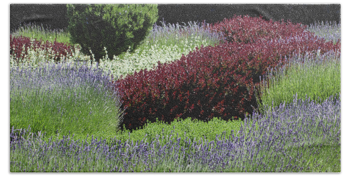 Lavender Beach Sheet featuring the photograph Lavender And Shrub Garden by Suzanne Luft