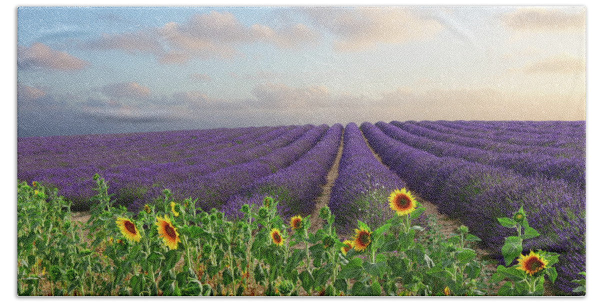 Lavender Beach Sheet featuring the photograph Lavender and Sunflower Flowers Field by Anastasy Yarmolovich