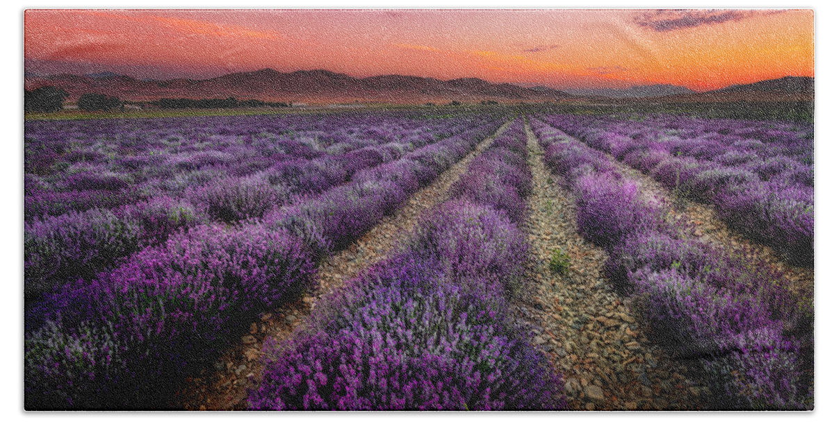 Lavender Beach Towel featuring the photograph Lavender Fields at Sunrise by Michael Ash