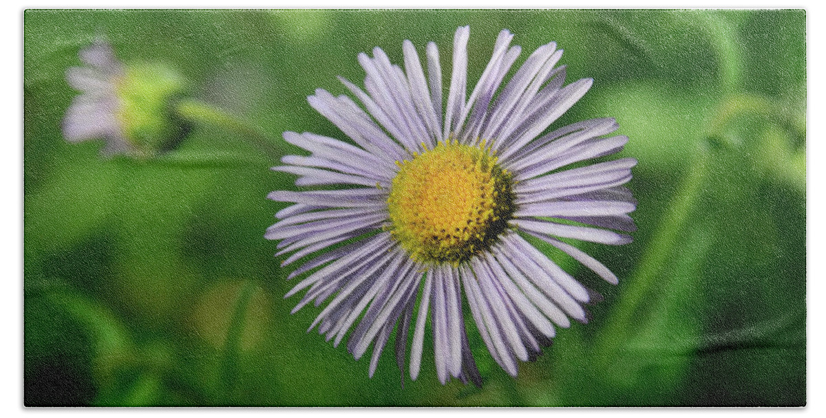 Flowers Beach Sheet featuring the photograph Lavender Serenity by Ron Cline