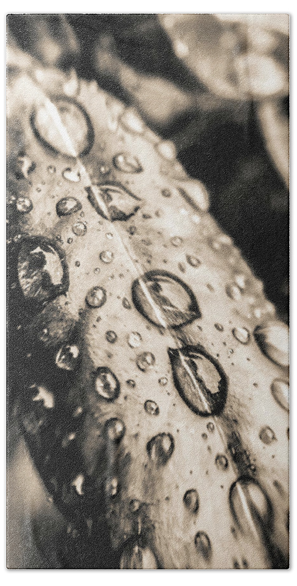 Water Beach Towel featuring the photograph Leaf with Waterdrops by Cesar Vieira