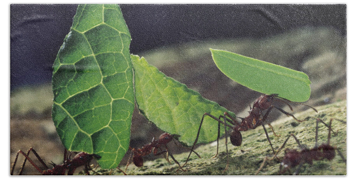 Mp Beach Towel featuring the photograph Leafcutter Ant Atta Cephalotes Workers by Mark Moffett