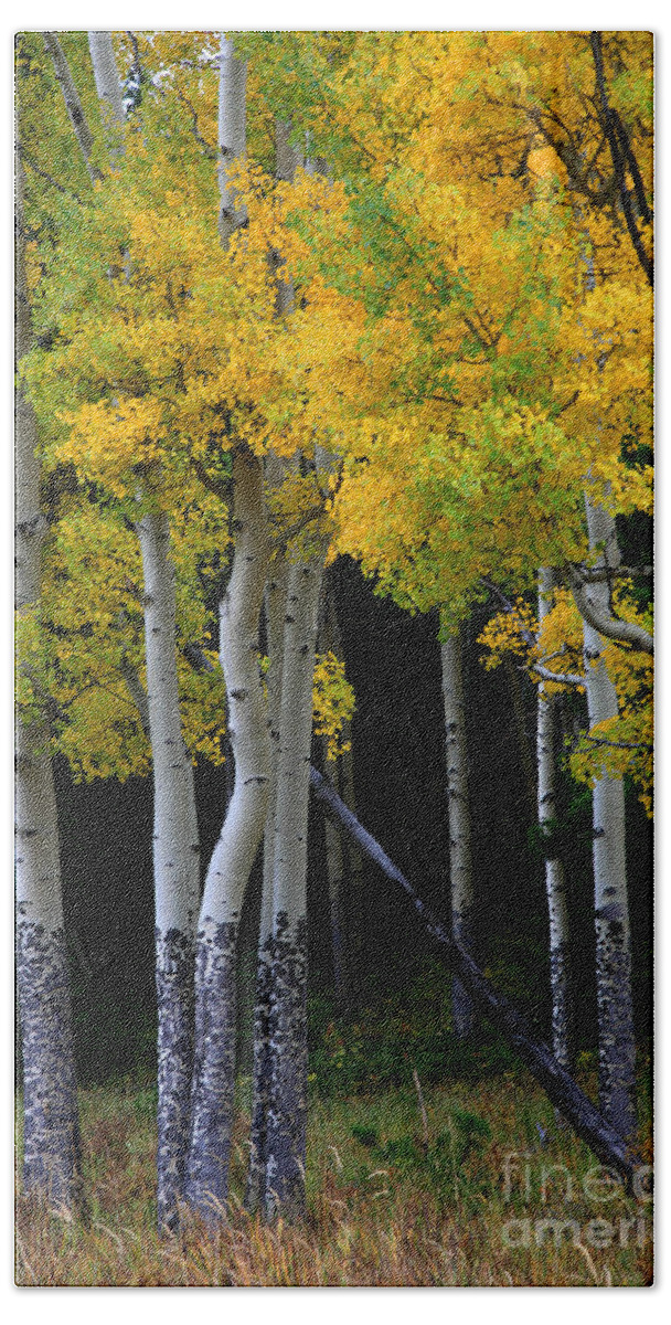 Aspens Beach Sheet featuring the photograph Leaning Aspen by Timothy Johnson