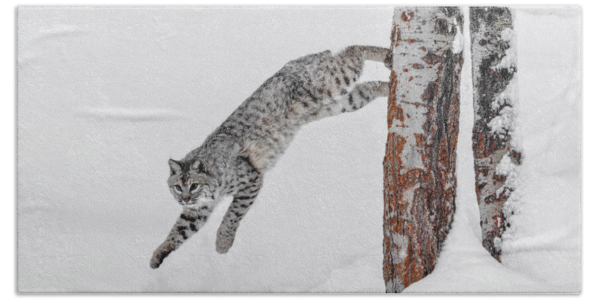 Leapin Bobcat Beach Towel featuring the photograph Leapin Bobcat by Wes and Dotty Weber