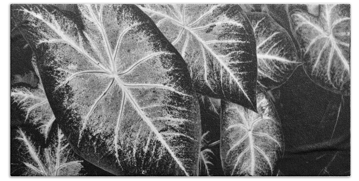 Leaf Beach Sheet featuring the photograph Leaves by John Hansen