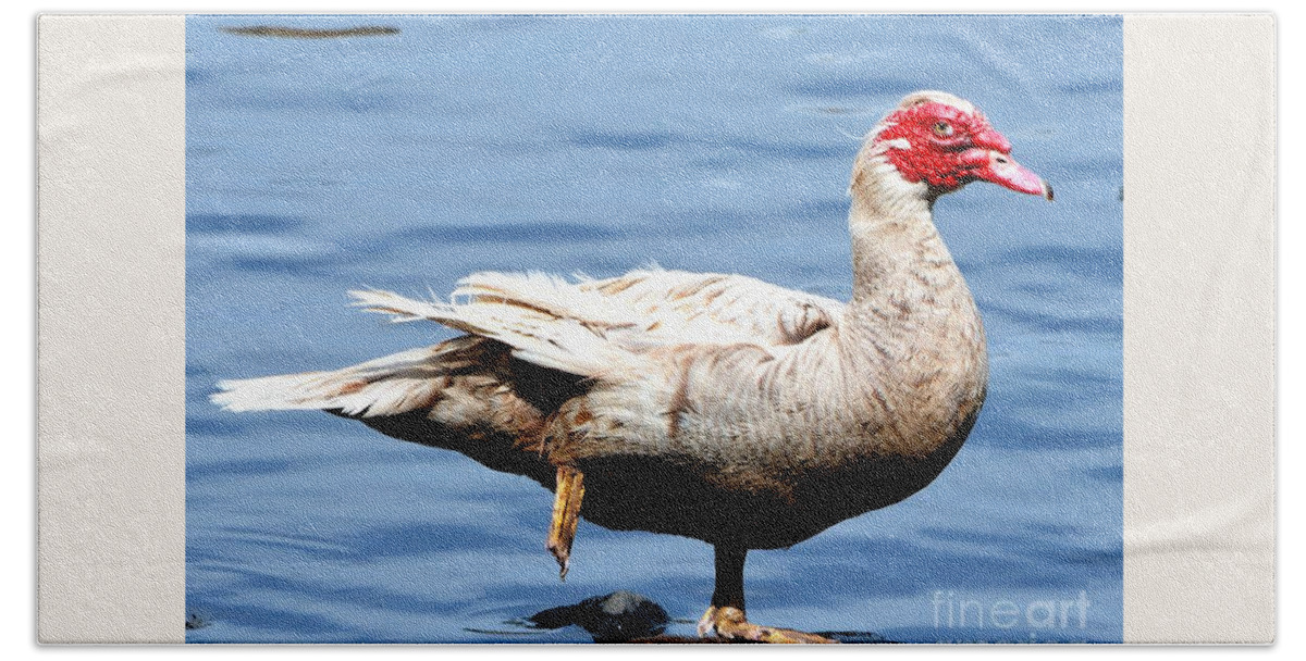 Goose Beach Towel featuring the photograph Leg Up by Dani McEvoy