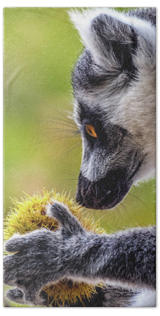 Lemur.chestnut Beach Sheet featuring the photograph Lemur and Sweet Chestnut by Nick Bywater