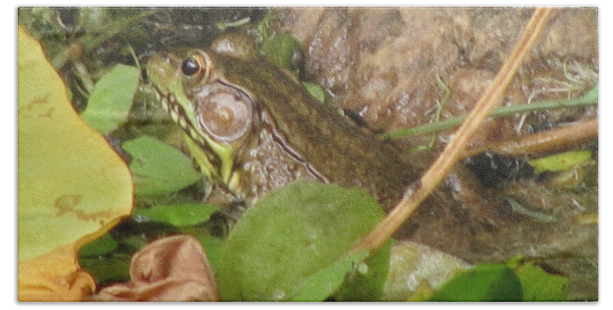 Frog Beach Towel featuring the photograph Leopard Frog by Donna Brown