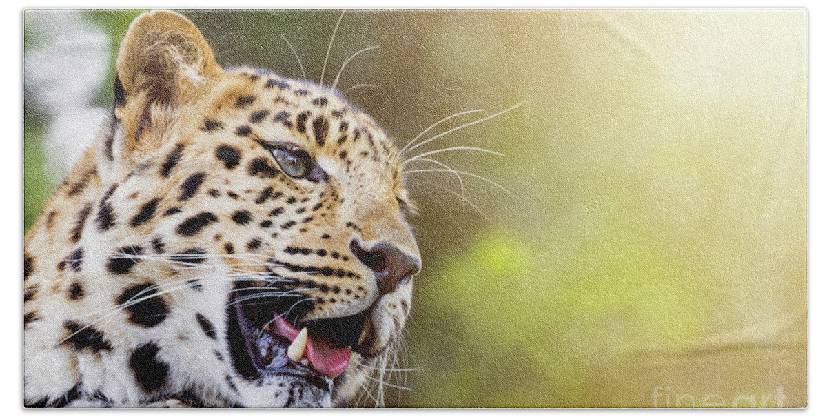 Leopard Beach Sheet featuring the photograph Leopard in sunlight by Jane Rix