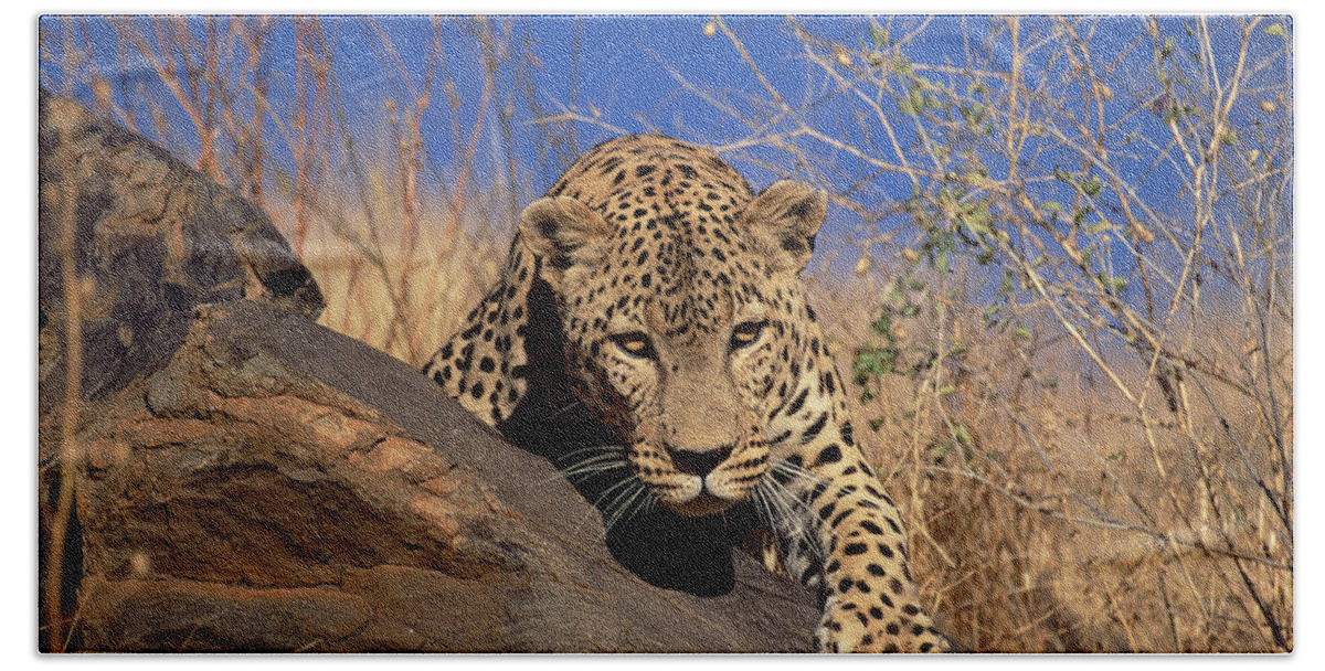 Mp Beach Towel featuring the photograph Leopard Panthera Pardus Climbing by Konrad Wothe