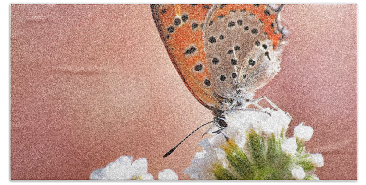 Lycaena Thersamon Beach Towel featuring the photograph Lesser Fiery Copper by Meir Ezrachi