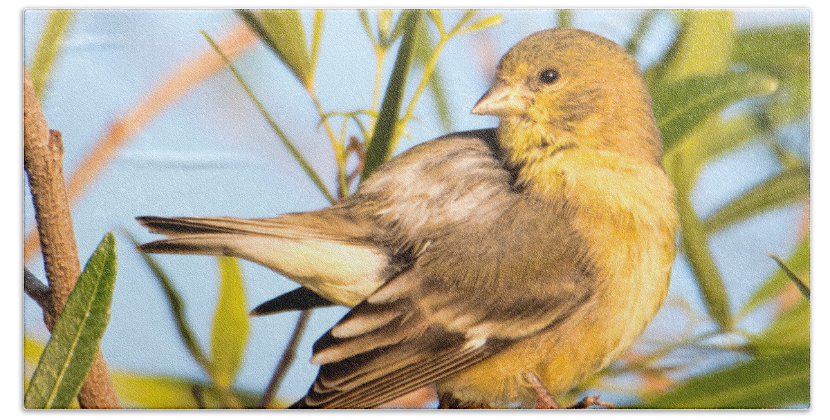 Bird Beach Sheet featuring the photograph Lesser Goldfinch by Dan McManus