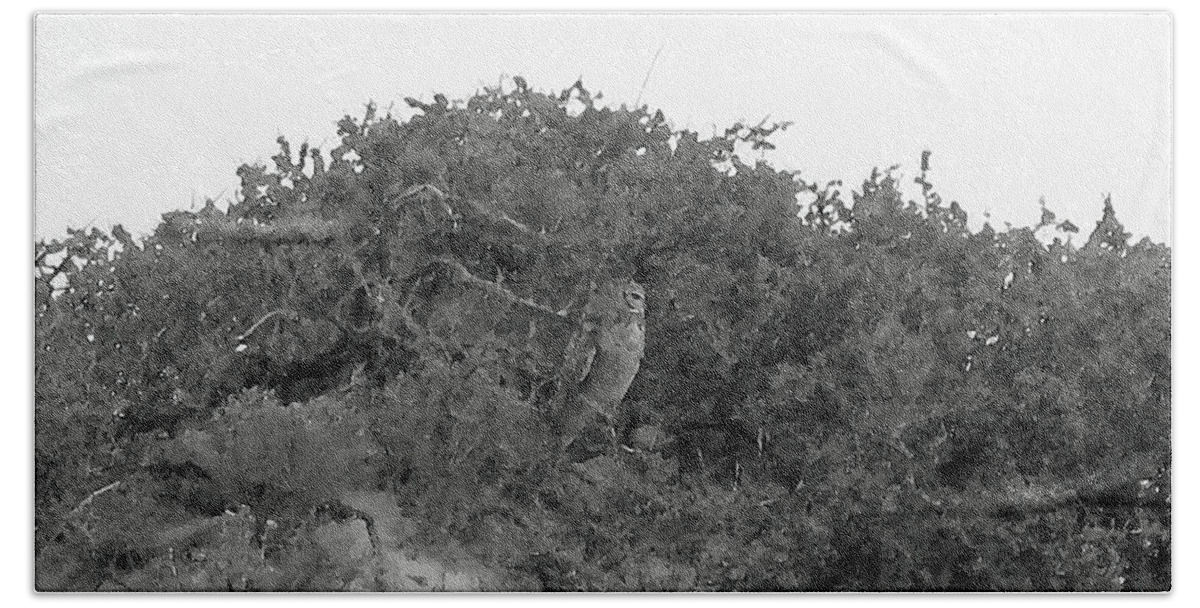 Lesser Horned Owl Beach Sheet featuring the photograph Lesser Horned Owl by Sandy Taylor