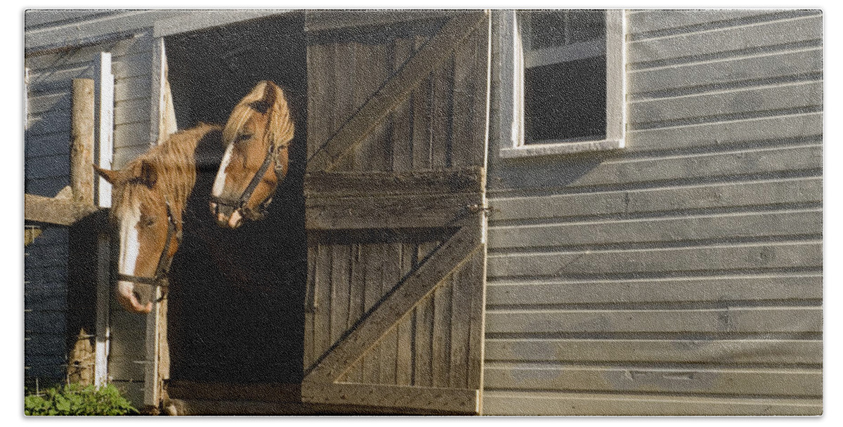 Two Horses Standing Inside Narrow Barn Door Beach Towel featuring the photograph Let's Go Out by Sally Weigand