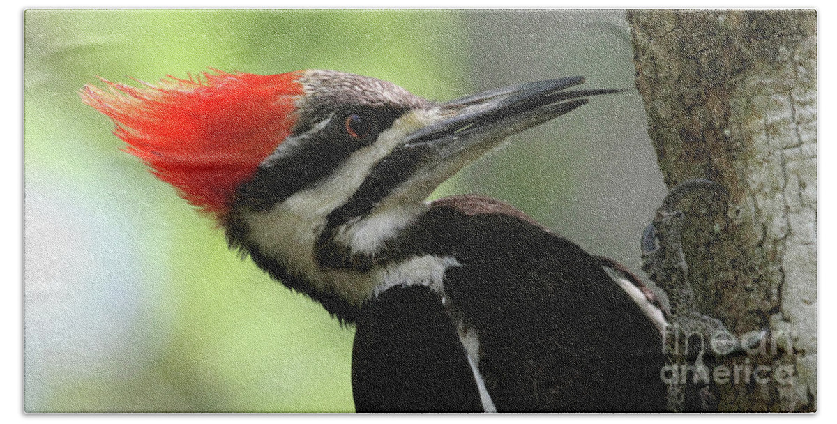 Pileated Woodpecker Beach Sheet featuring the photograph Lick It Up - Pileated Woodpecker by Meg Rousher