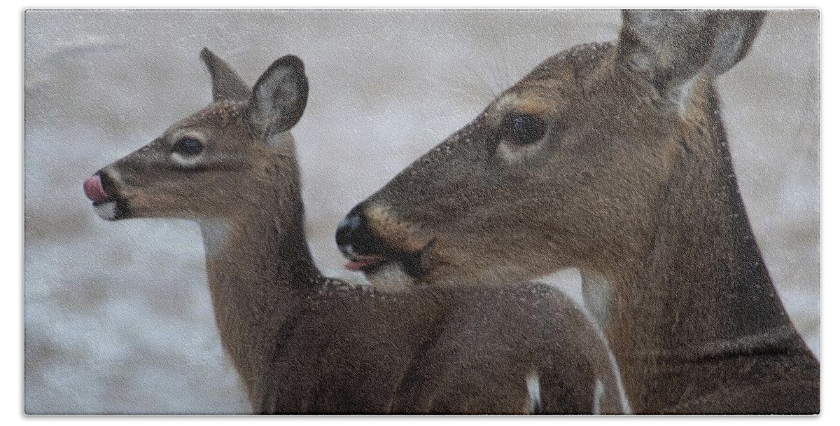 Deer Beach Towel featuring the photograph Licking Snowflakes by Bill Stephens