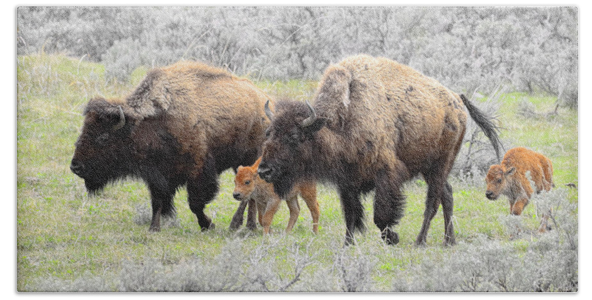 Buffalo Beach Towel featuring the photograph Life out West by Steve McKinzie
