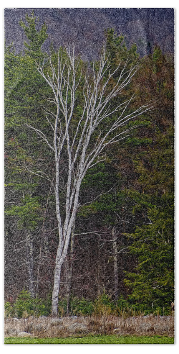 Contoocook Beach Towel featuring the photograph Life's A Birch No.1 by Mark Myhaver