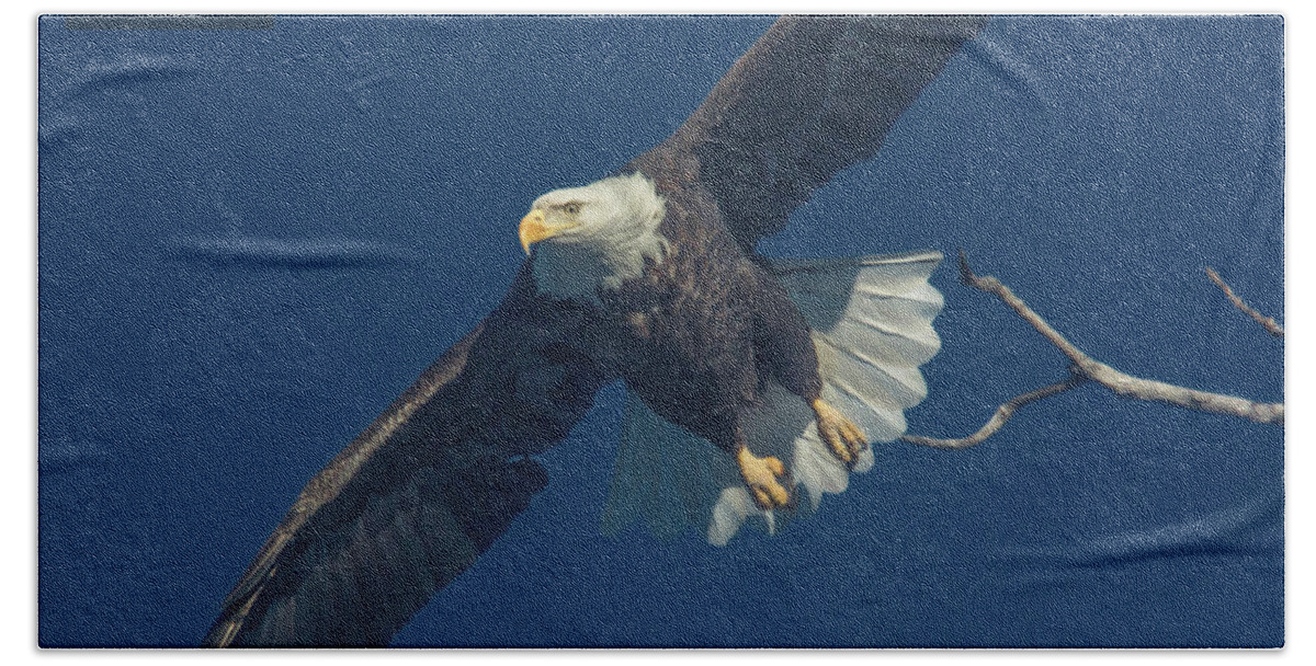 Bald Eagle Beach Towel featuring the photograph Liftoff by Paul Brooks