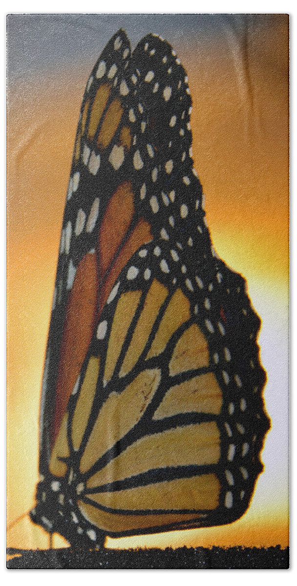 Photography Beach Towel featuring the photograph Light of the Butterfly by David Lee Thompson