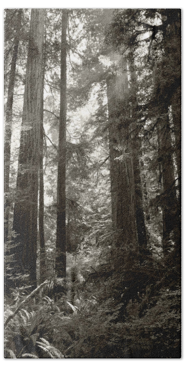 Redwoods Beach Sheet featuring the photograph Light through Redwoods by Kathleen Grace