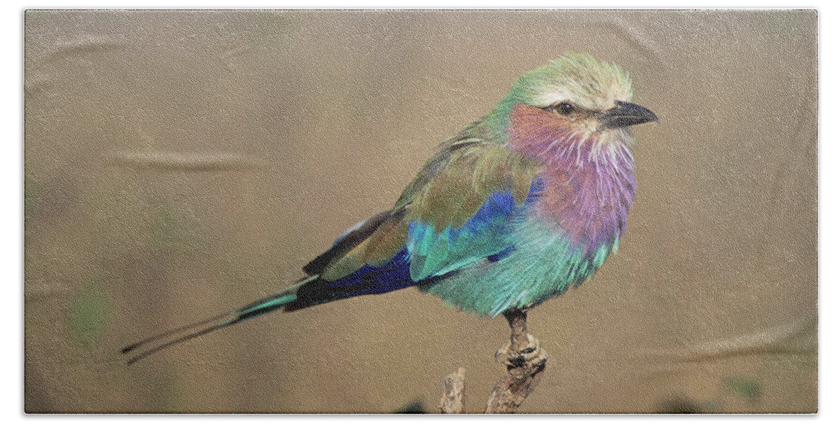 Mp Beach Towel featuring the photograph Lilac-breasted Roller Coracias Caudata by Gerry Ellis