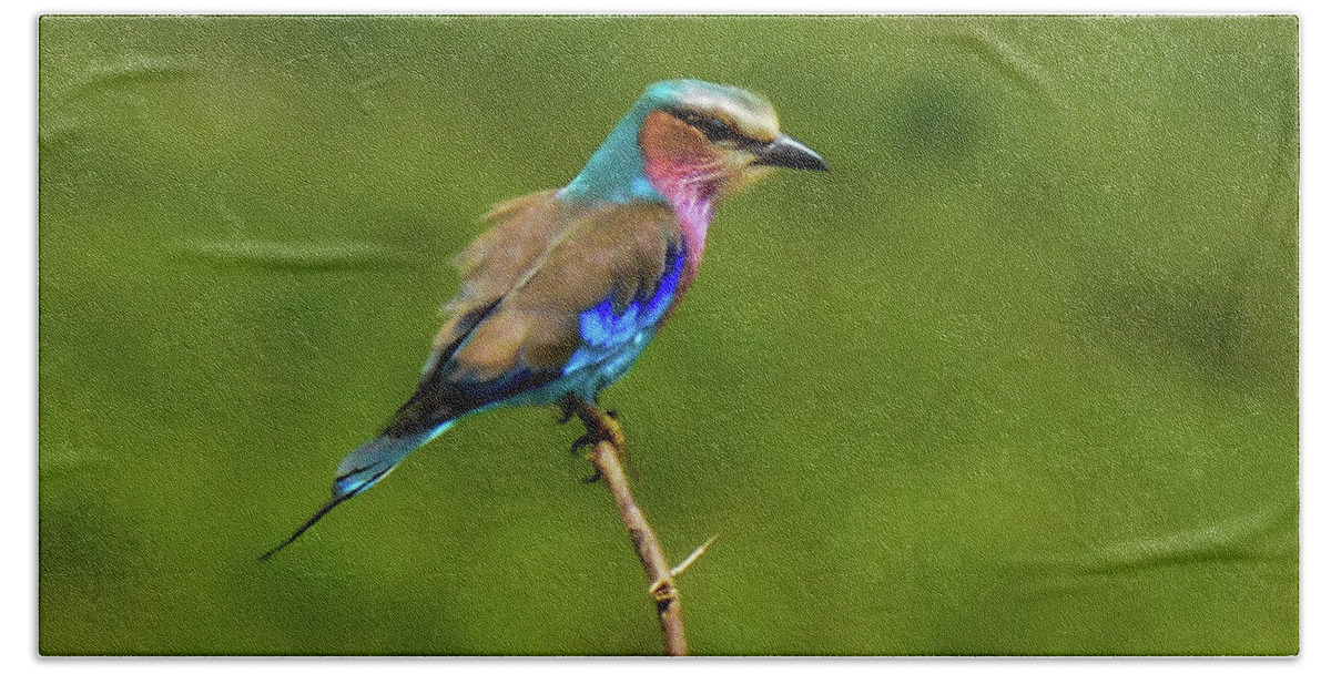 Africa Beach Sheet featuring the photograph Lilac-breasted Roller by Marilyn Burton