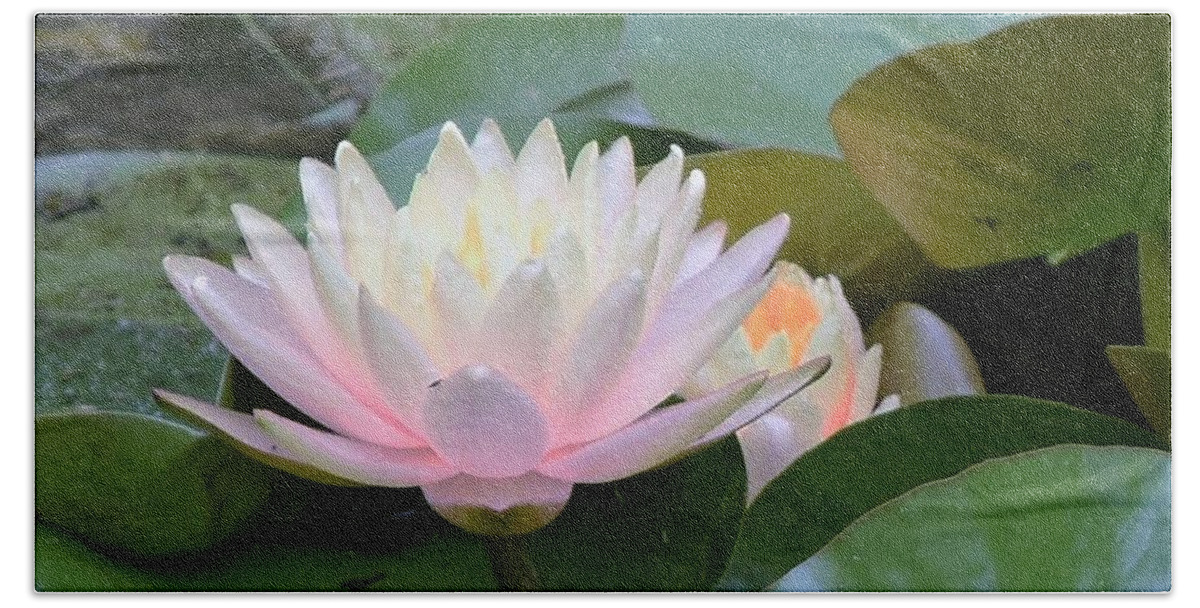 Water Lily Beach Towel featuring the photograph Lilies All Aglow by Mary Ann Artz