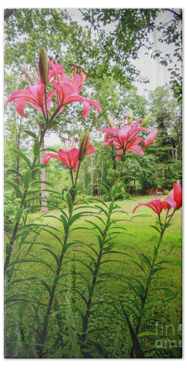 Lillies Beach Towel featuring the photograph Lilies in the pink by Mim White