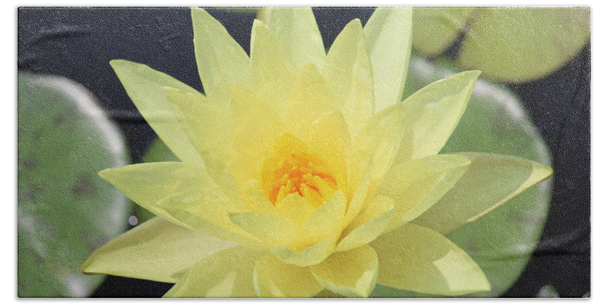  Beach Towel featuring the photograph Lily of the Sun by Ron Monsour
