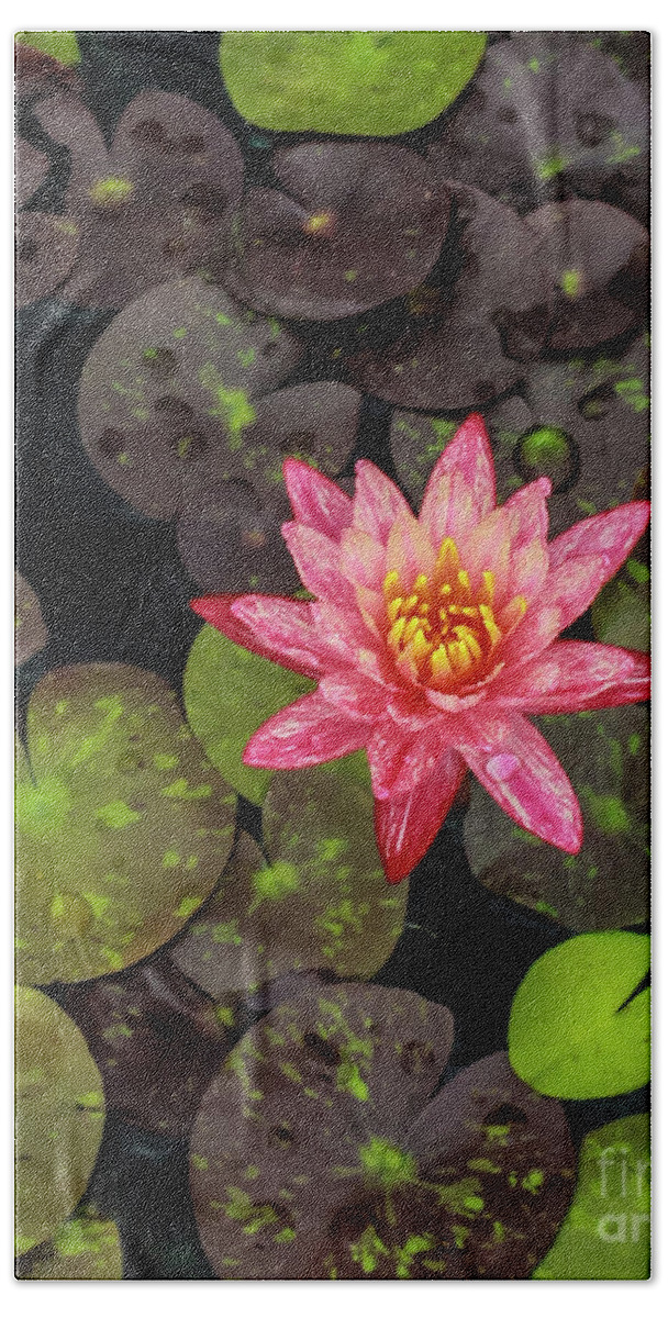 Flowers Beach Sheet featuring the photograph Lilly Pad, Red Lilly by Toma Caul