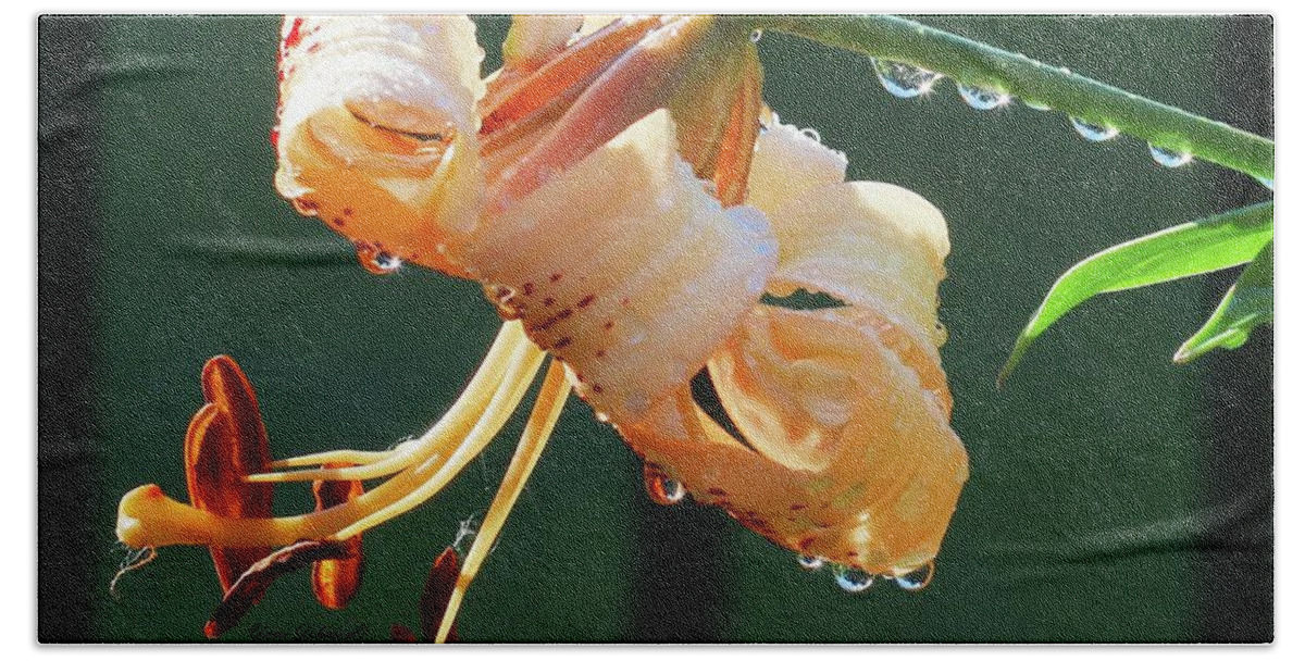 Lilies Beach Towel featuring the photograph Lilly with droplets by Yumi Johnson