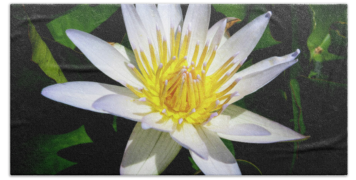 Flowers Beach Towel featuring the photograph Lily by Daniel Murphy
