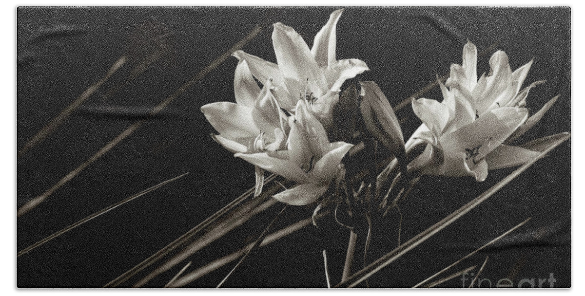 White Beach Towel featuring the photograph Lily in monochrome by Nicholas Burningham